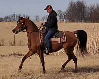 champion-finished-arabian-canadian-horse