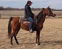 champion-finished-yearling