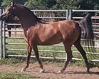 champion-finished-filly