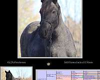 cc-farm-percheron-horse