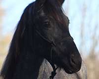 bred-percheron-horse