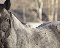 bred-to-percheron-horse