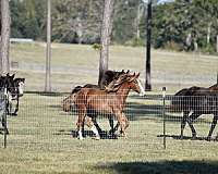 big-mare-tennessee-walking-horse