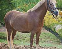 arena-welsh-pony