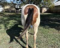 pinto-horse