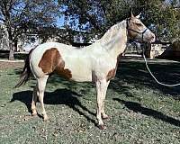 pinto-horse-for-sale