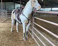 experienced-pinto-horse