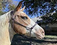 barrel-pinto-horse