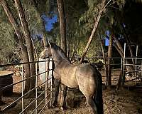 andalusian-horse