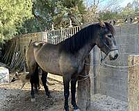 andalusian-horse