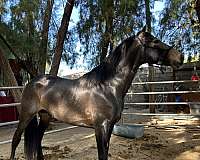 andalusian-horse-for-sale