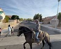 foundation-andalusian-horse