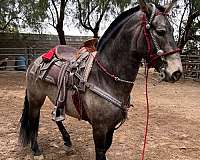 foundation-andalusian-horse