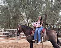 trail-andalusian-horse