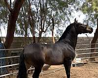 andalusian-stallion