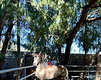 trail-andalusian-horse