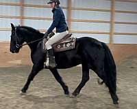 working-equitation-saddlebred-horse