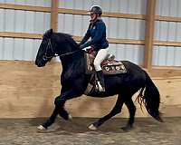 atlanta-friesian-horse