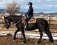 do-it-all-friesian-horse