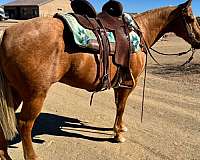 aqha-quarter-horse