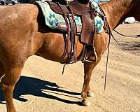 aqha-gelding-quarter-horse