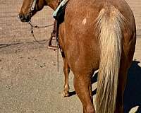 back-country-quarter-horse