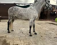 16-hand-andalusian-gelding