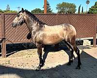 14-hand-andalusian-colt