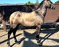 14-hand-andalusian-horse