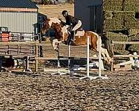 tobiano-horse