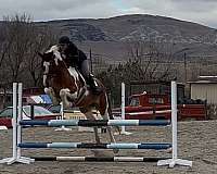 can-be-registered-oldenburg-horse