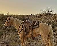 dappled-quarter-horse