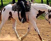 cowboy-mounted-shooting-curly-horse