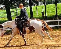 beginner-safe-kid-pony-curly-horse