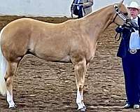 triple-registered-halter-show-horse-mare