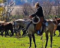 dun-w-blk-points-western-riding-pony