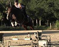 jumper-thoroughbred-horse