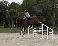 athletic-thoroughbred-horse