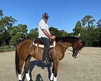 barrel-thoroughbred-horse