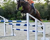 athletic-thoroughbred-horse