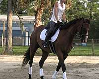 macho-uno-thoroughbred-horse