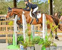 jumper-thoroughbred-horse