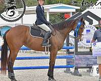 bay-stripe-half-pastern-horse