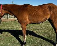 draft-cross-prospect-belgian-pony