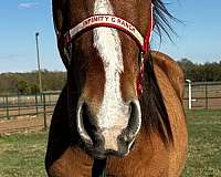 cross-belgian-pony