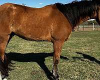 longe-line-belgian-pony