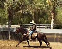 dappled-thoroughbred-horse