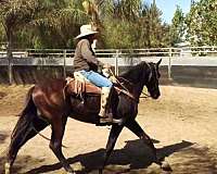 dressage-thoroughbred-horse