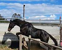 flashy-thoroughbred-horse