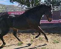 hunter-thoroughbred-horse